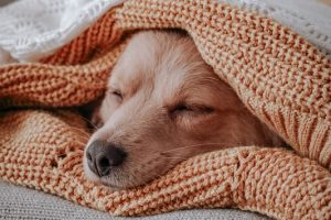 Canine Influenza